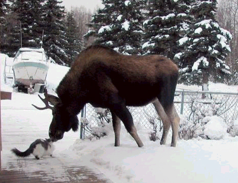 cat-moose.jpg